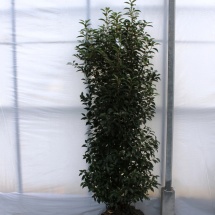 Prunus lusitanica 'Angustifolia' 175-200 half oktober leverbaar langere levertijd